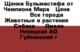 Щенки Бульмастифа от Чемпиона Мира › Цена ­ 1 000 - Все города Животные и растения » Собаки   . Ямало-Ненецкий АО,Губкинский г.